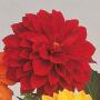 Seminte profesionale Dahlia variabilis - Dalia, Gherghine - imagine 48875